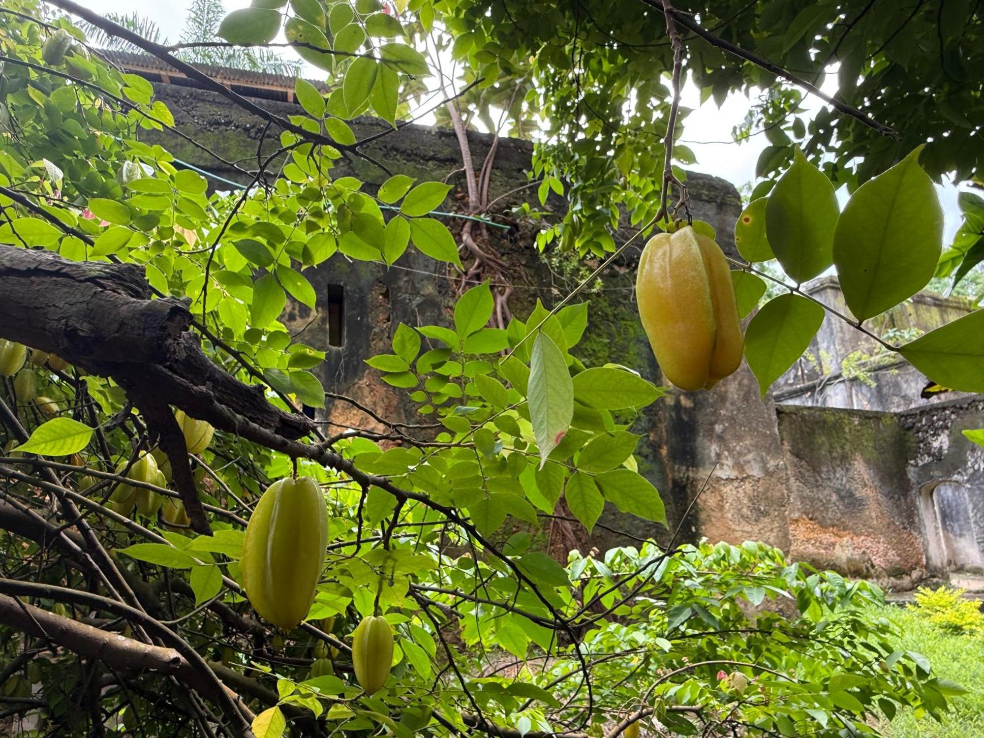Mbweni Ruins & Gardens Previously Jungle Paradise Zanzibar Exterior foto